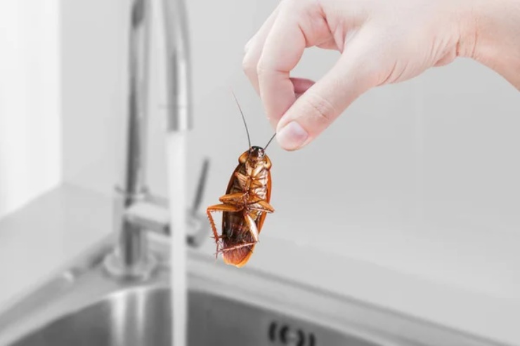 Come evitare che entrino scarafaggi in casa